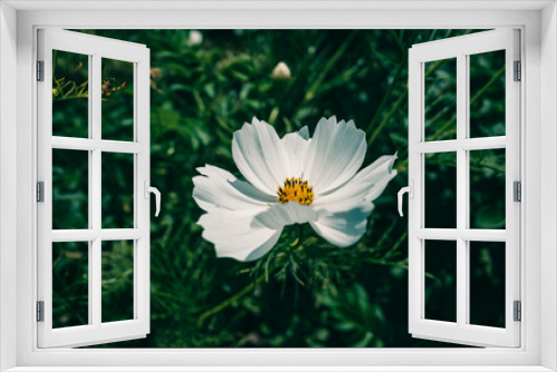 Fototapeta Naklejka Na Ścianę Okno 3D - White cosmos flower