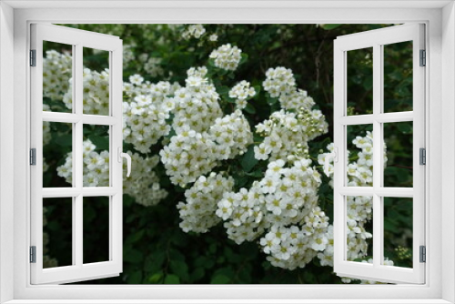 Fototapeta Naklejka Na Ścianę Okno 3D - Close shot of white flowers and buds of Spiraea vanhouttei in May