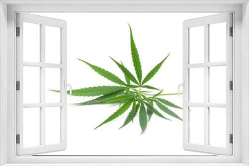 Fototapeta Naklejka Na Ścianę Okno 3D - Marijuana or cannabis leaves isolated on white background.