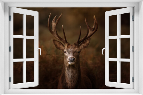 Fototapeta Naklejka Na Ścianę Okno 3D - Stag in forest