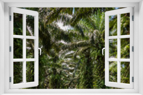 Fototapeta Naklejka Na Ścianę Okno 3D - Oil palm plantation