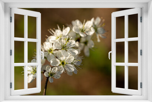 Fototapeta Naklejka Na Ścianę Okno 3D - close up of a spring flower