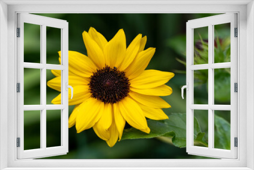 Fototapeta Naklejka Na Ścianę Okno 3D - yellow sunflower in the garden