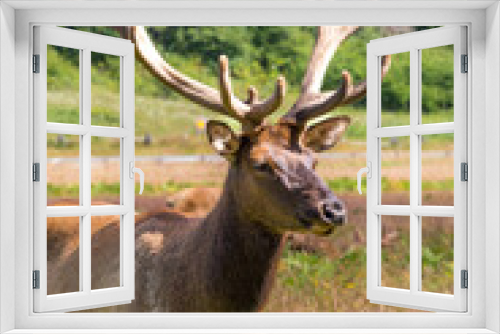 Fototapeta Naklejka Na Ścianę Okno 3D - Elk in State Park in California