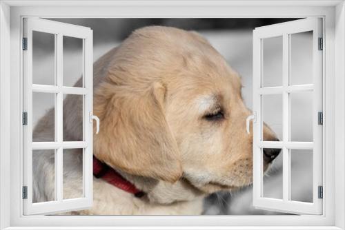 Fototapeta Naklejka Na Ścianę Okno 3D - a close-up of a portrait of a Labrador Retriever puppy