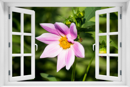 Fototapeta Naklejka Na Ścianę Okno 3D - pink and white flower