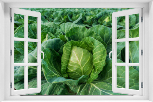 Fototapeta Naklejka Na Ścianę Okno 3D - young cabbage grows in the farmer field