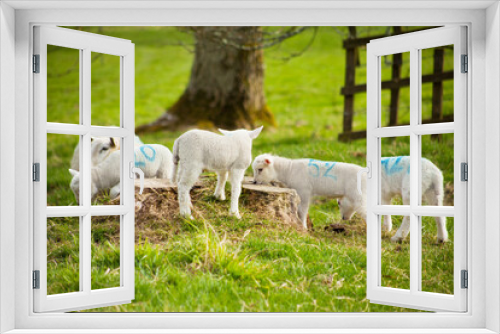 Fototapeta Naklejka Na Ścianę Okno 3D - Lamb