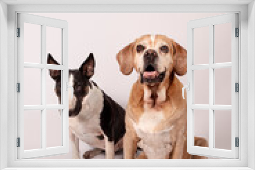 Fototapeta Naklejka Na Ścianę Okno 3D - Two dogs sitting. English Bull Terrier and Portuguese Pointer
