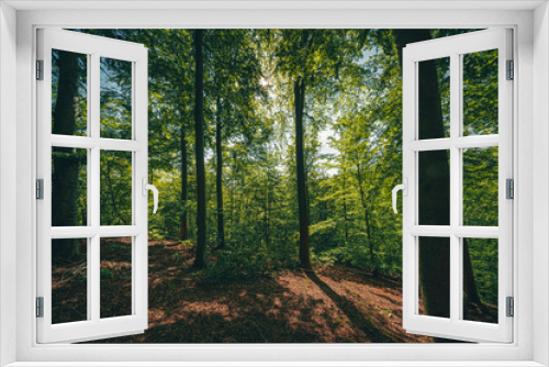 Fototapeta Naklejka Na Ścianę Okno 3D - Mischwald im Frühling