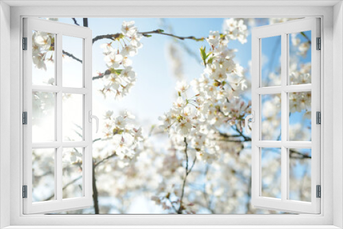 Fototapeta Naklejka Na Ścianę Okno 3D - Beautiful cherry tree blossoming on spring. Tender cherry branches on sunny spring day outdoors.