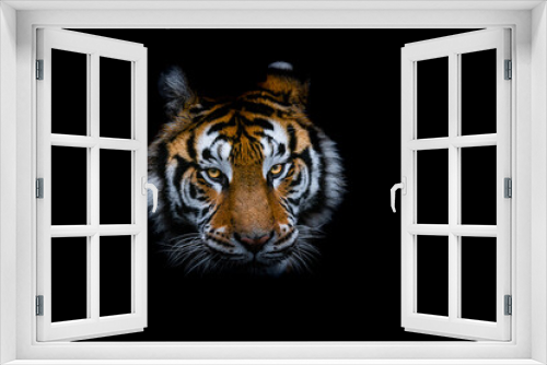 Fototapeta Naklejka Na Ścianę Okno 3D - Tiger with a black background