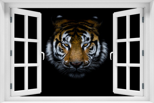 Fototapeta Naklejka Na Ścianę Okno 3D - Tiger with a black background