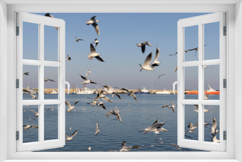 Fototapeta Naklejka Na Ścianę Okno 3D - Seagulls in the harbor, San Benedetto, italy