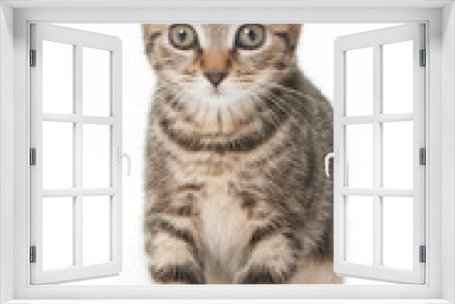 Fototapeta Naklejka Na Ścianę Okno 3D - Kitten
