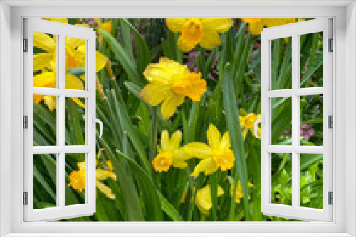 Fototapeta Naklejka Na Ścianę Okno 3D - daffodils in the garden