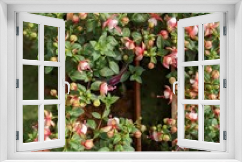 Fototapeta Naklejka Na Ścianę Okno 3D - Fuchsia flowers blooming vivid red color flower bush outdoor