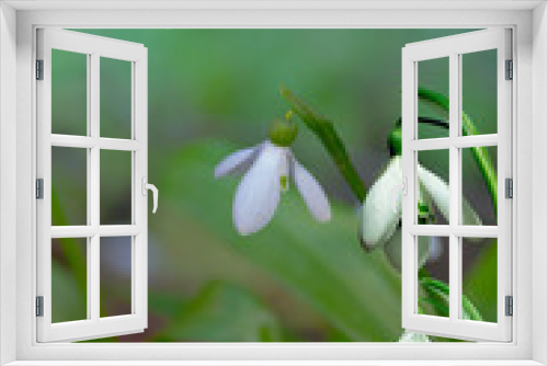 Fototapeta Naklejka Na Ścianę Okno 3D - White snowdrops (Galanthus nivalis) close-up on blurry background with copy space. In the forest snowdrops are in bloom in the spring.
