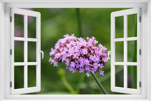 Fototapeta Naklejka Na Ścianę Okno 3D - verbena flower purple blurred background