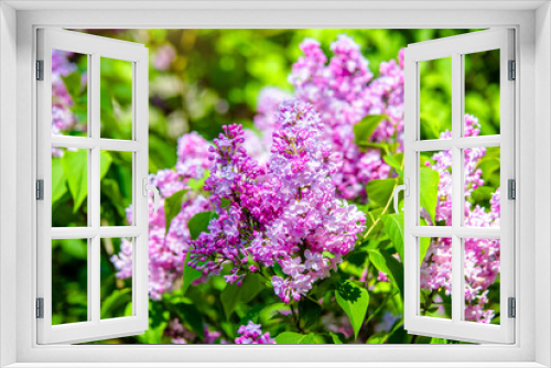 Fototapeta Naklejka Na Ścianę Okno 3D - Pink lilac blooms in the Botanical garden
