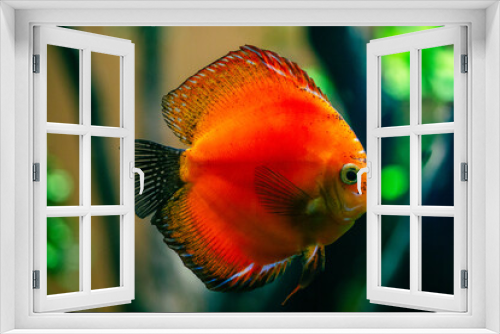 Fototapeta Naklejka Na Ścianę Okno 3D - colorful marlboro red discus fish
