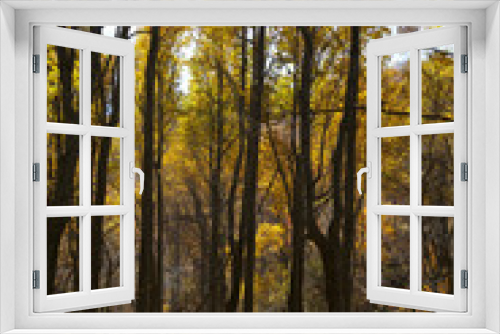 Fototapeta Naklejka Na Ścianę Okno 3D - Scenic view of fall foliage in North Carolina