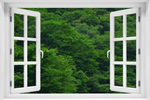 Fototapeta Naklejka Na Ścianę Okno 3D - 緑の林