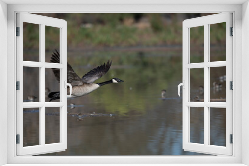 Fototapeta Naklejka Na Ścianę Okno 3D - Candian Goose Flying low over the water