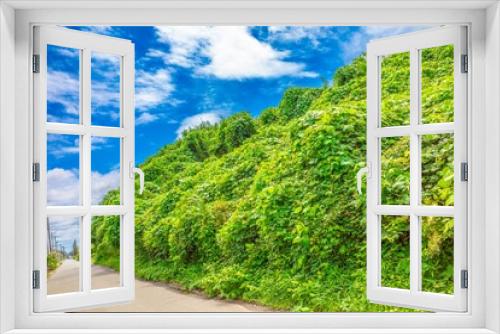 Fototapeta Naklejka Na Ścianę Okno 3D - 沢山の緑に囲まれた公園の美しい景色