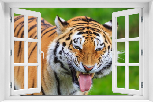 Fototapeta Naklejka Na Ścianę Okno 3D - male Siberian tiger (Panthera tigris tigris) the perfect grin on his face