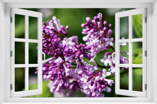 Fototapeta Naklejka Na Ścianę Okno 3D - Der Frühling ist da - Blumenwiese