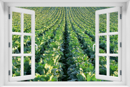Fototapeta Naklejka Na Ścianę Okno 3D - Gardening and agricultural activities during the harvest season. rows of cabbage