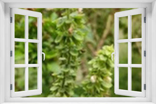 Fototapeta Naklejka Na Ścianę Okno 3D - Basil plant