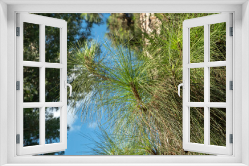 Fototapeta Naklejka Na Ścianę Okno 3D - Branches of fir trees in the park