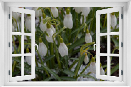 Fototapeta Naklejka Na Ścianę Okno 3D - Close up of blooming snowdrop flowers in a garden. First spring flowers