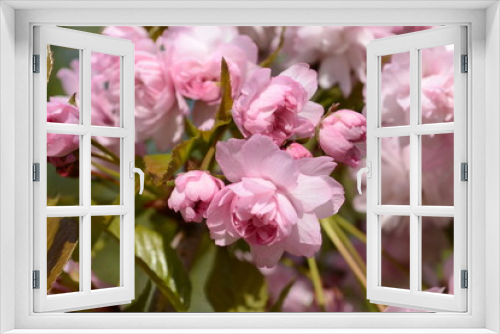 Fototapeta Naklejka Na Ścianę Okno 3D - Branches of blooming double cherry blossoms