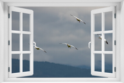 Fototapeta Naklejka Na Ścianę Okno 3D - Winter Snow Geese Flocks in Skagit Valley Washington