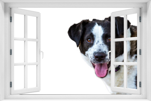 Fototapeta Naklejka Na Ścianę Okno 3D - Portrait of a happy black and white dog with floppy ears making eye contact isolated on a white background with room for text