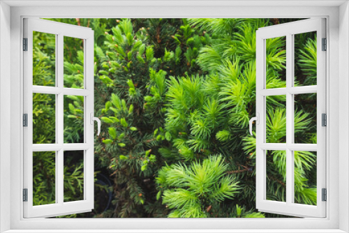 Fototapeta Naklejka Na Ścianę Okno 3D - Young sprouts on spruce tree in garden nursery center. Spring time. Close up, selective focus, sunlight, copy space, gardening concept