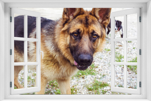 Fototapeta Naklejka Na Ścianę Okno 3D - Close up of German Shepherd Dog  Looking at the camera 