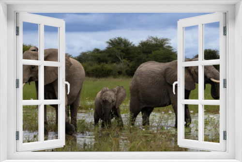 Fototapeta Naklejka Na Ścianę Okno 3D - A breeding herd of African elephants at a waterhole