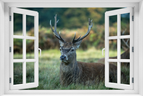 Fototapeta Naklejka Na Ścianę Okno 3D - Red deer