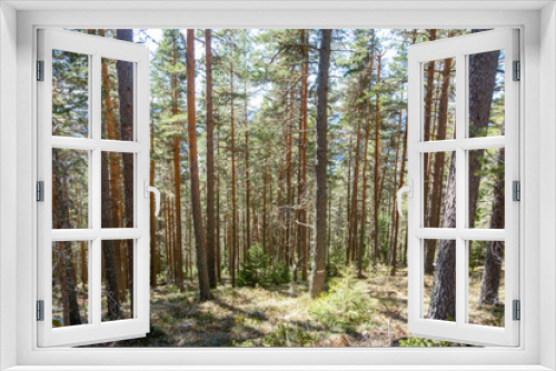 Fototapeta Naklejka Na Ścianę Okno 3D - trees in the woods
