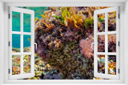 Fototapeta Naklejka Na Ścianę Okno 3D - Reef covered in dead Coral Macro Detail