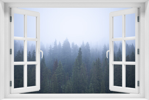 Fototapeta Naklejka Na Ścianę Okno 3D - Foggy Forest
