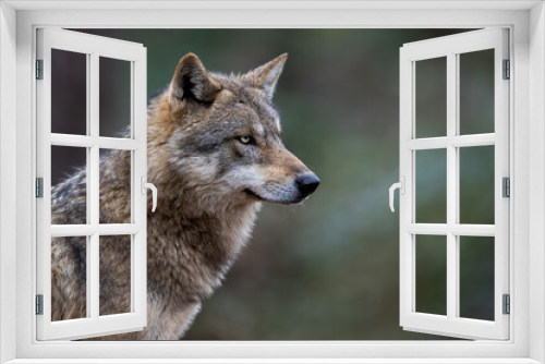 Fototapeta Naklejka Na Ścianę Okno 3D - Grey wolf in the forest
