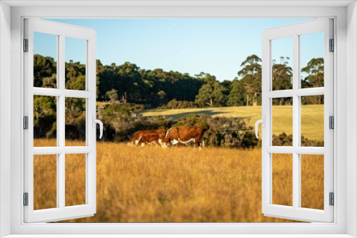 Fototapeta Naklejka Na Ścianę Okno 3D - Hereford cows grazing in a paddock.