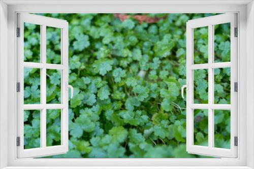 Fototapeta Naklejka Na Ścianę Okno 3D - grass