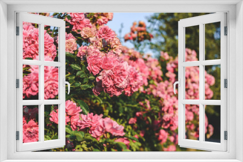 Fototapeta Naklejka Na Ścianę Okno 3D - Close-up, Bush with growing pink roses.