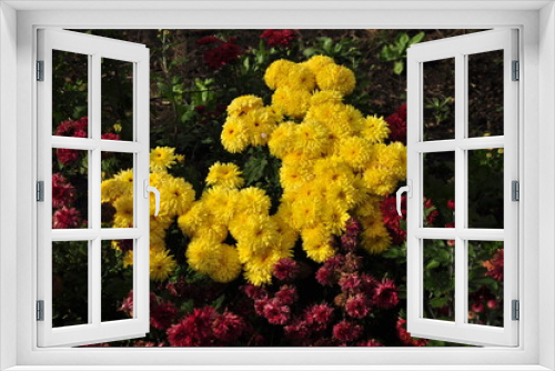 Fototapeta Naklejka Na Ścianę Okno 3D - Flowers garden chrysanthemums. Chrysanthemums in the garden. 